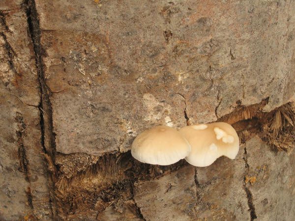 La seta de chopo crece como su propio nombre indica sobre los troncos de los chopos.