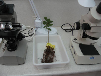 árbol micorrizado con trufa en laboratorio