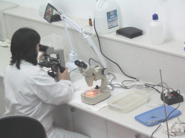Examinando muestras de raices en el laboratorio.