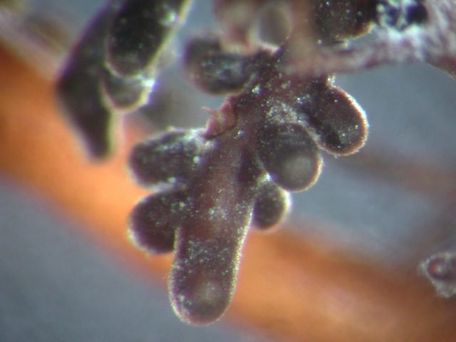 Detalle de las micorrizas vistas con una lupa.