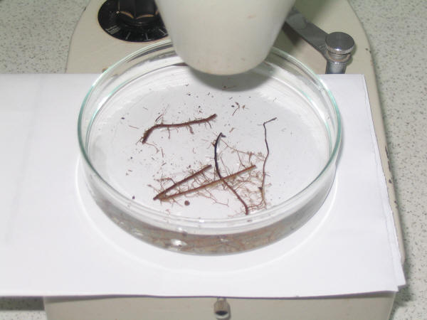 Inspección de raices micorrizadas en el laboratorio.